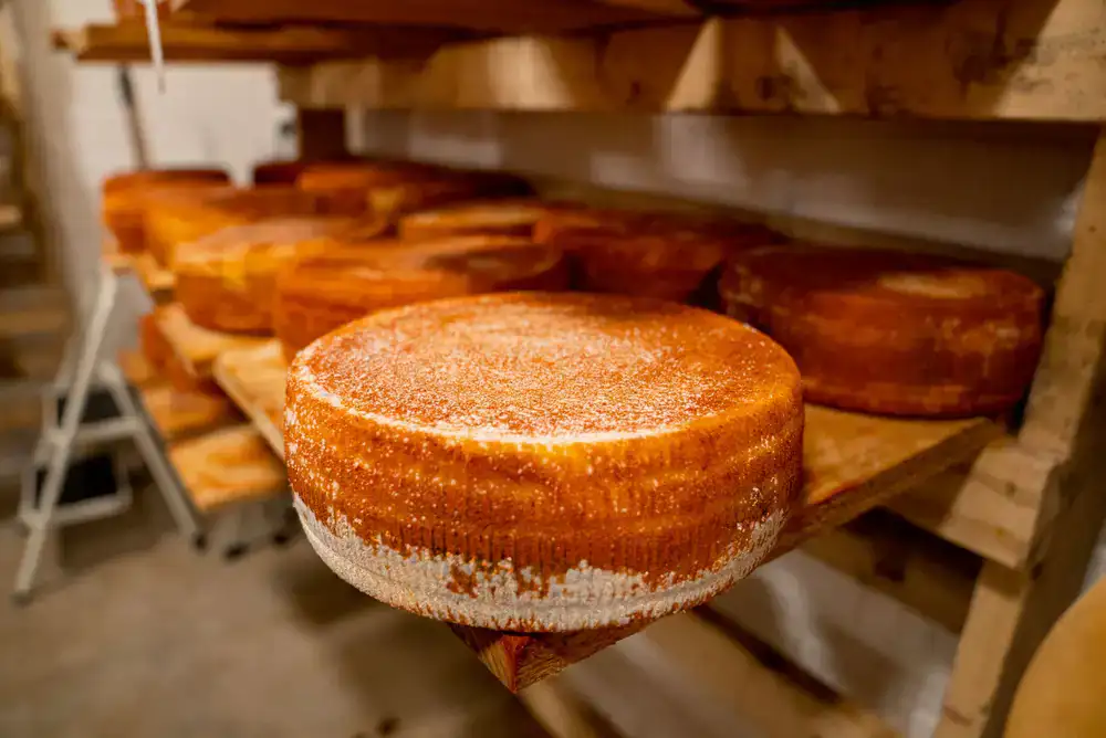 Whole wheel of aged artisan cheese with a textured rind