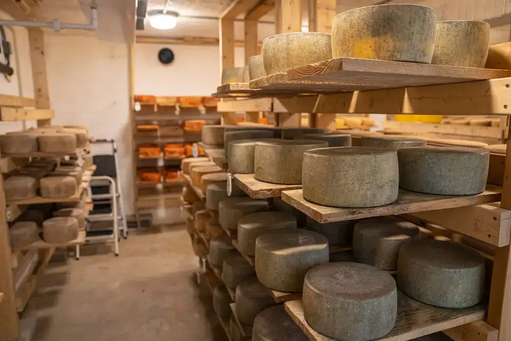 Rustic wooden table filled with cheese-making supplies, glass culture jars, and aged wheels of cheese